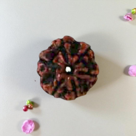 Natural 6 Mukhi Rudraksha