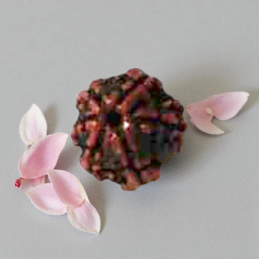 Natural 6 Mukhi Rudraksha