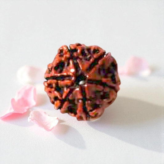 Natural 6 Mukhi Rudraksha