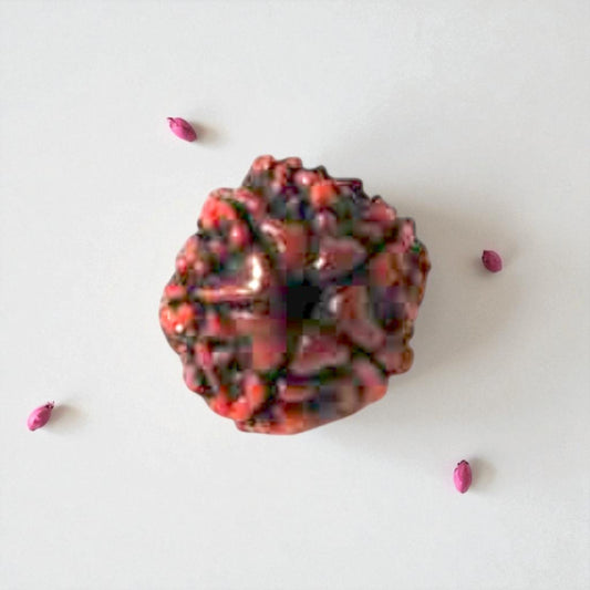 Natural 6 Mukhi Rudraksha