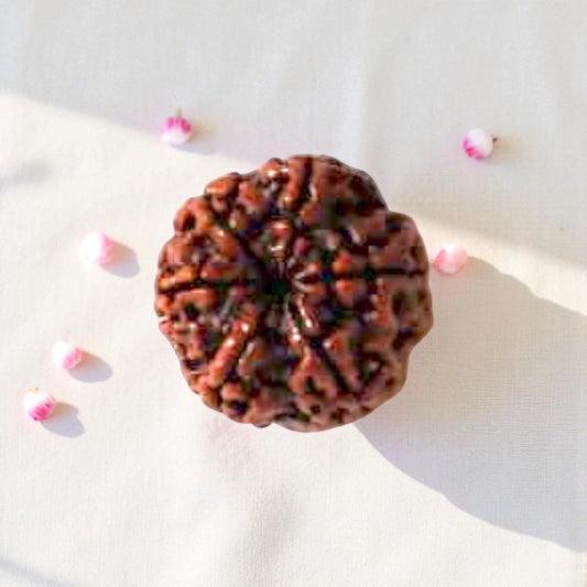 Natural 6 Mukhi Rudraksha