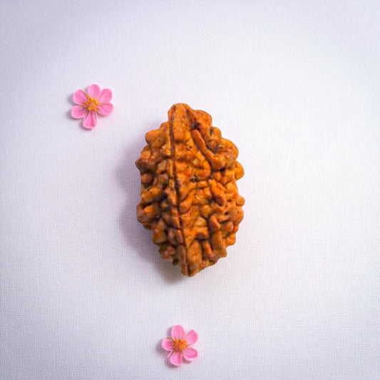 Natural 2 Mukhi Rudraksha