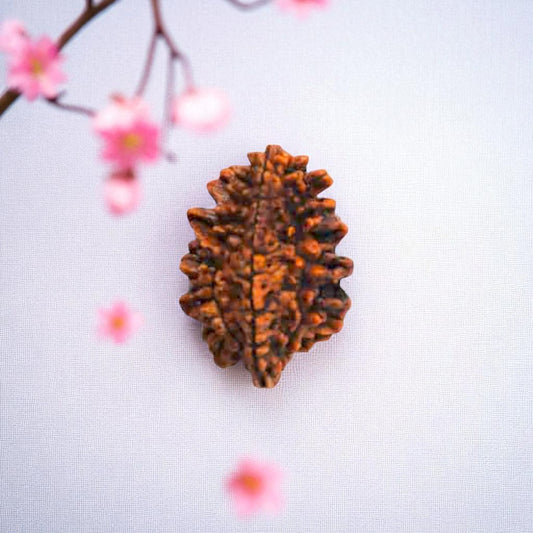 Natural 2 Mukhi Rudraksha