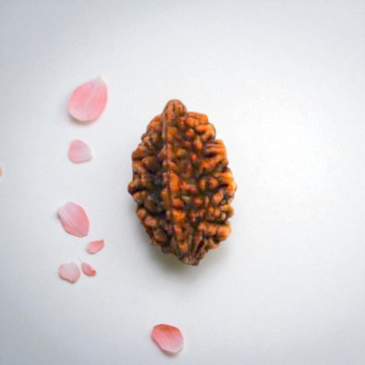 Natural 2 Mukhi Rudraksha