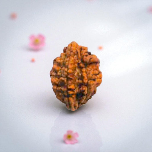 Natural 2 Mukhi Rudraksha