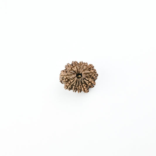 Natural 12 Mukhi Nepali Rudraksha With Certificate-12R71