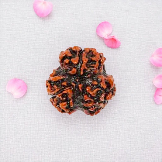 Natural 3 Mukhi Rudraksha