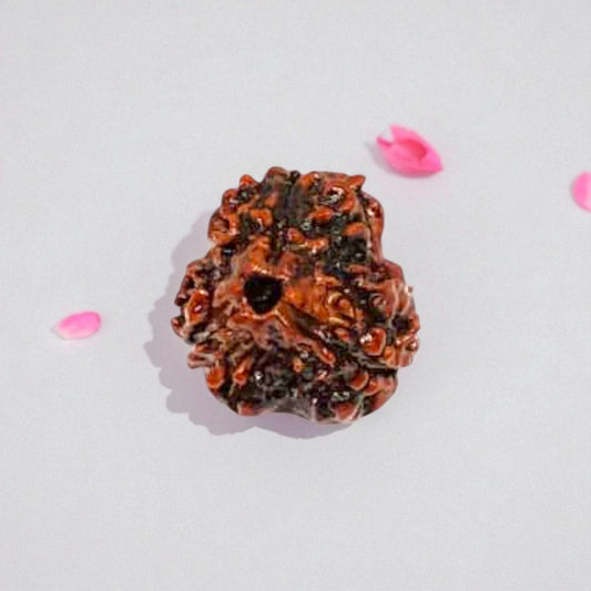 Natural 3 Mukhi Rudraksha