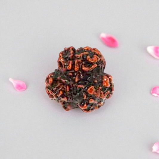 Natural 3 Mukhi Rudraksha