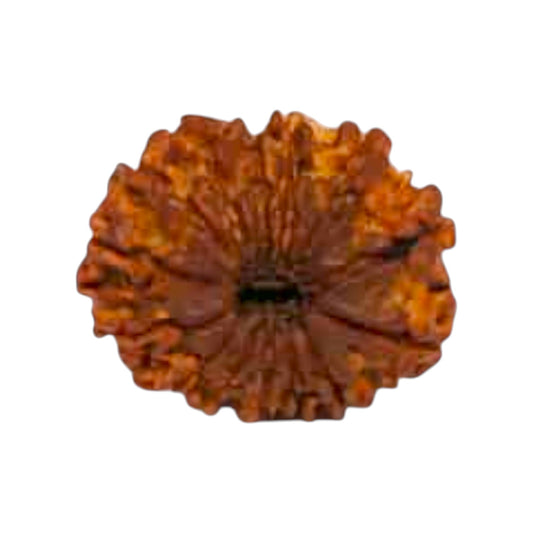 Natural 14 Mukhi Rudraksha