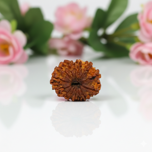 Natural 14 Mukhi Rudraksha