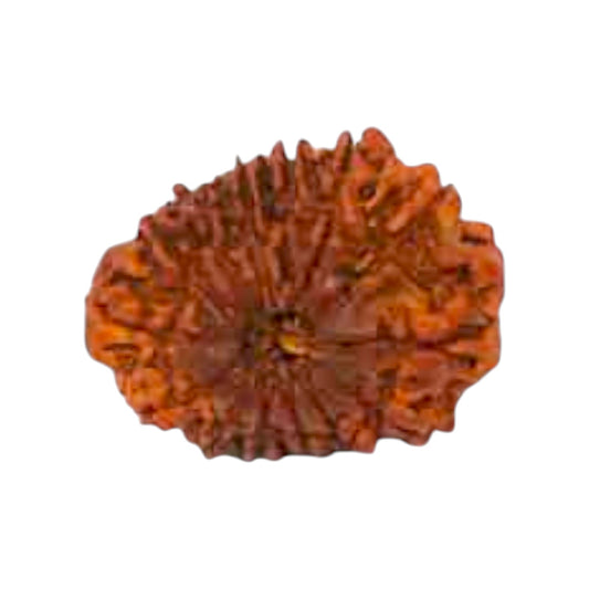 Natural 14 Mukhi Rudraksha