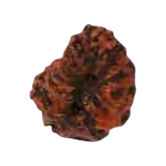 Natural 14 Mukhi Rudraksha