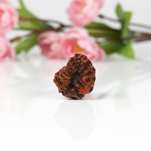 Natural 14 Mukhi Rudraksha