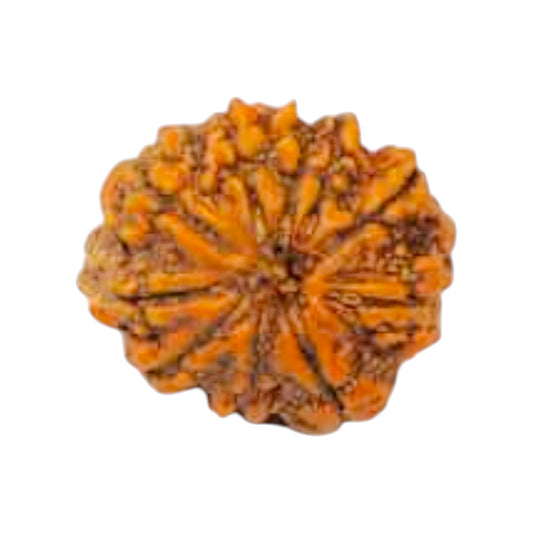 Natural 10 Mukhi Rudraksha