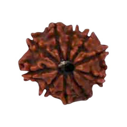 Natural 10 Mukhi Rudraksha