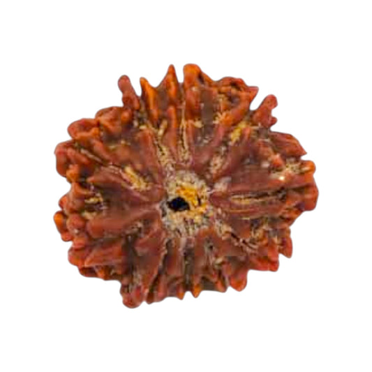 Natural 10 Mukhi Rudraksha
