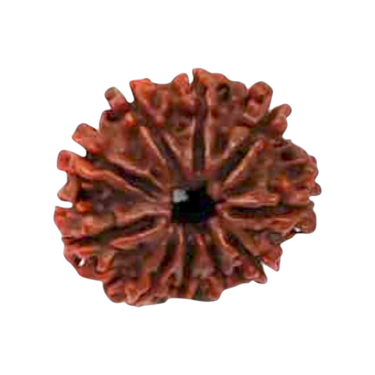 Natural 10 Mukhi Rudraksha