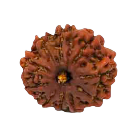 Natural 10 Mukhi Rudraksha