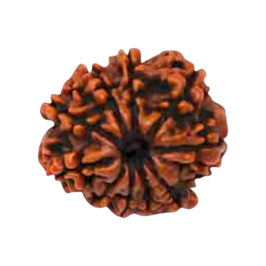 Natural 10 Mukhi Rudraksha