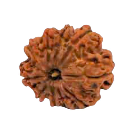 Natural 10 Mukhi Rudraksha
