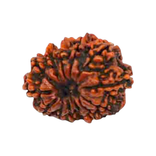 Natural 13 Mukhi Rudraksha