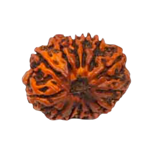Natural 13 Mukhi Rudraksha