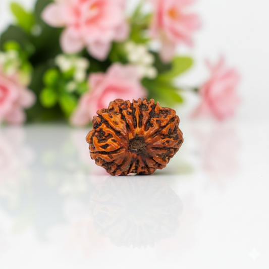 Natural 13 Mukhi Rudraksha