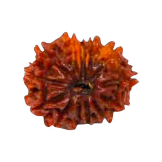 Natural 13 Mukhi Rudraksha