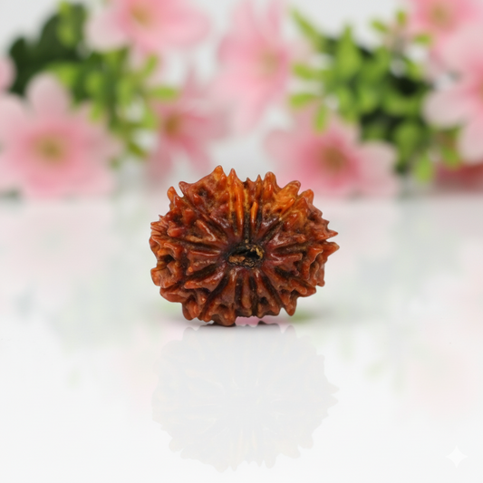 Natural 13 Mukhi Rudraksha