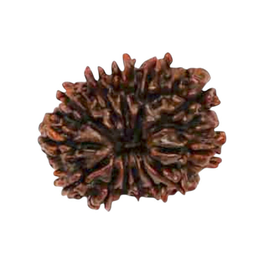 Natural 13 Mukhi Rudraksha