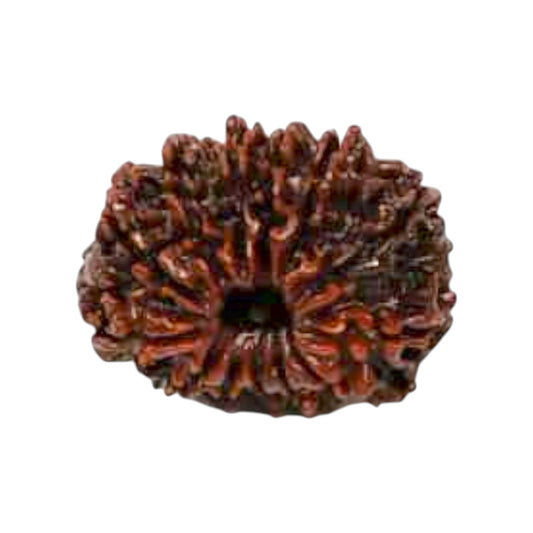 Natural 13 Mukhi Rudraksha