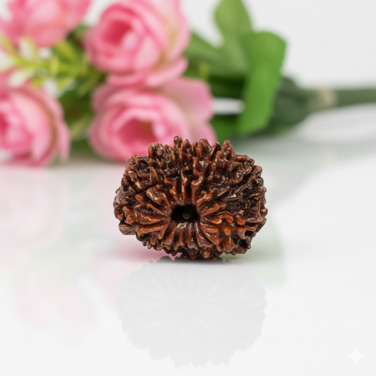 Natural 13 Mukhi Rudraksha