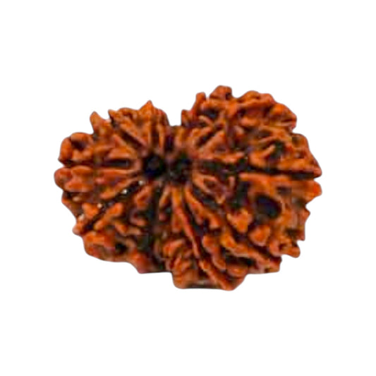 Natural 12 Mukhi Rudraksha