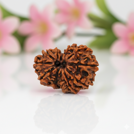 Natural 12 Mukhi Rudraksha