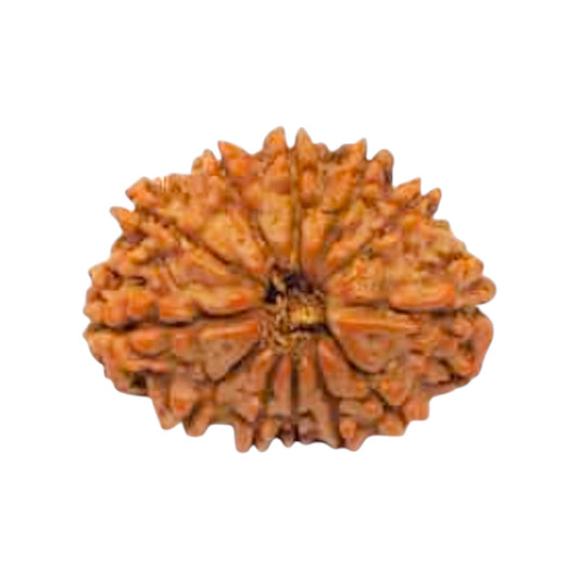Natural 12 Mukhi Rudraksha