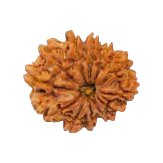 Natural 12 Mukhi Rudraksha