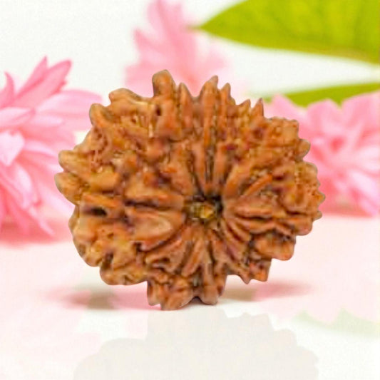 Natural 12 Mukhi Rudraksha