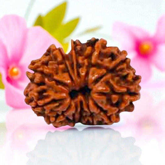 Natural 12 Mukhi Rudraksha