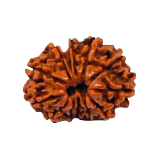 Natural 12 Mukhi Rudraksha