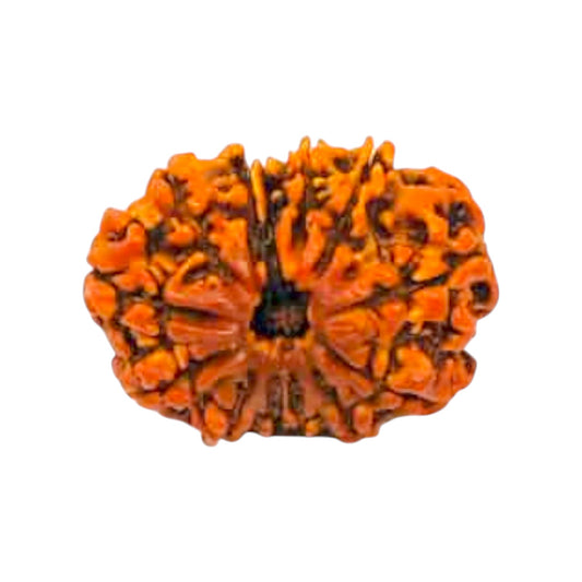 Natural 12 Mukhi Rudraksha