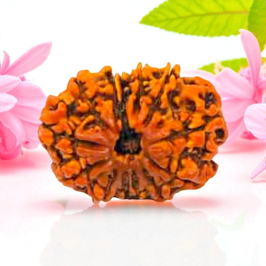Natural 12 Mukhi Rudraksha
