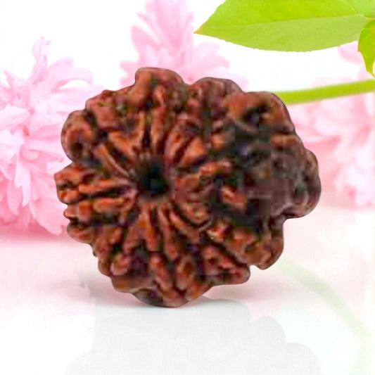 Natural 8 Mukhi Rudraksha