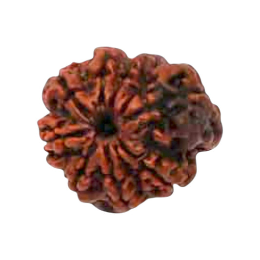 Natural 8 Mukhi Rudraksha