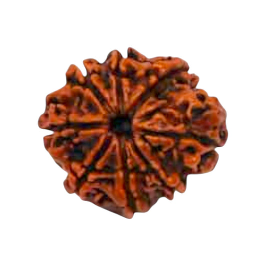 Natural 8 Mukhi Rudraksha