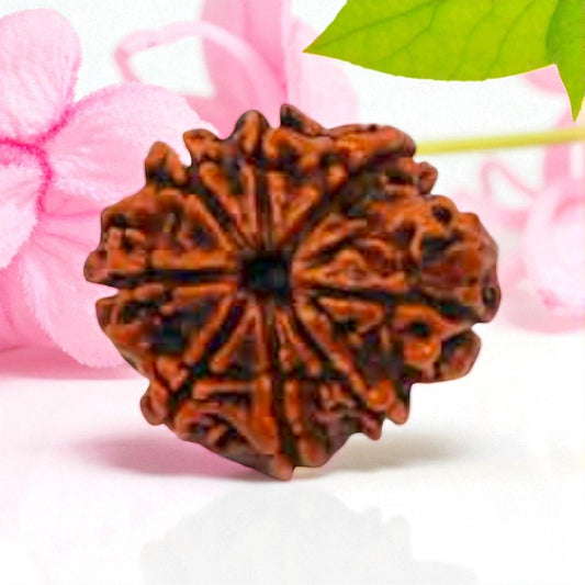 Natural 8 Mukhi Rudraksha