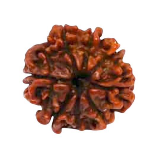 Natural 8 Mukhi Rudraksha