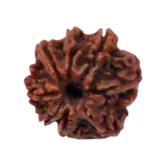 Natural 8 Mukhi Rudraksha