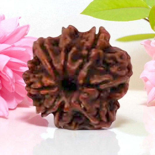 Natural 8 Mukhi Rudraksha