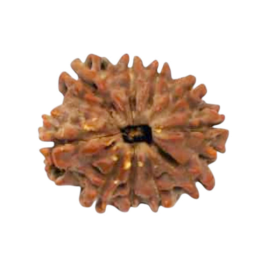 Natural 10 Mukhi Rudraksha